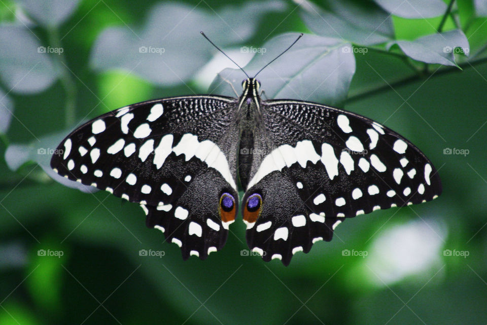 Close-up of butterfly