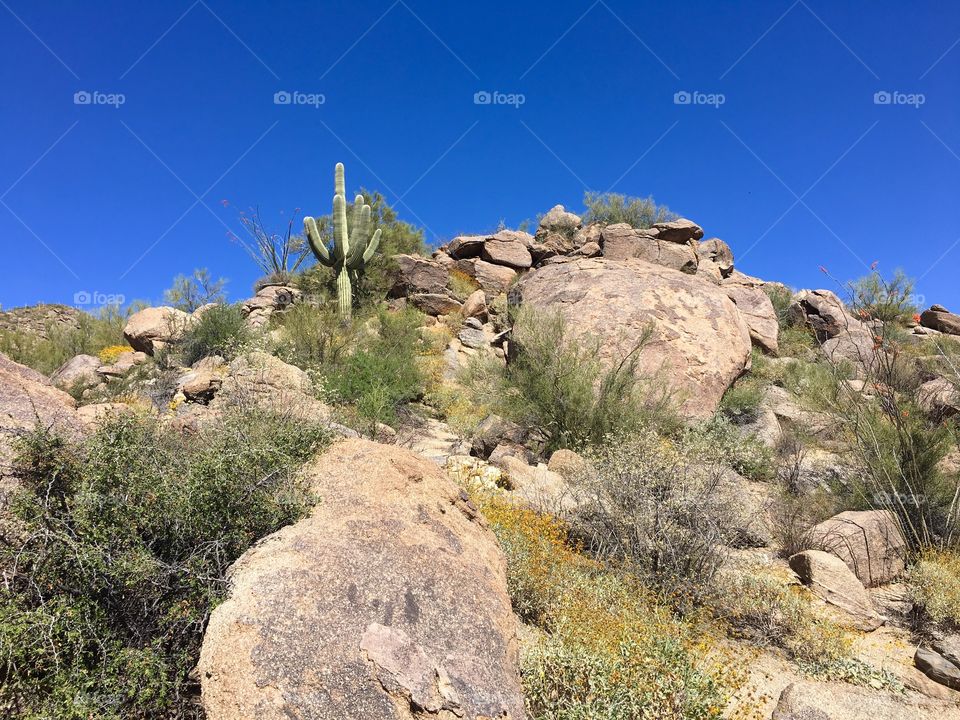 Sonoran desert hike