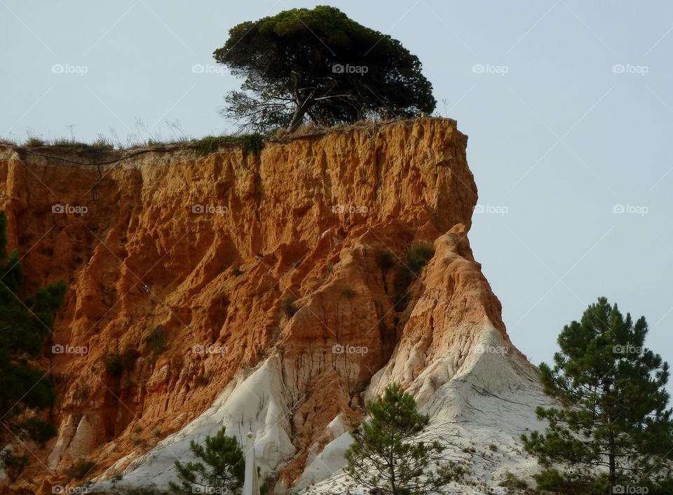 Tree on top of the falésia beach / Portugal coast