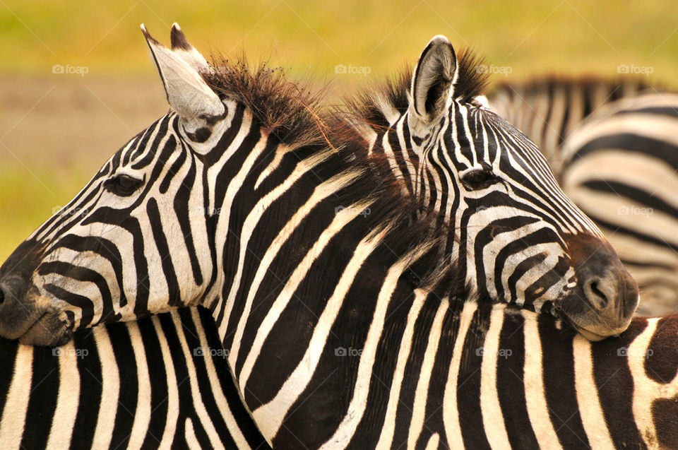africa zebra ngorongoro crater by sgkraus