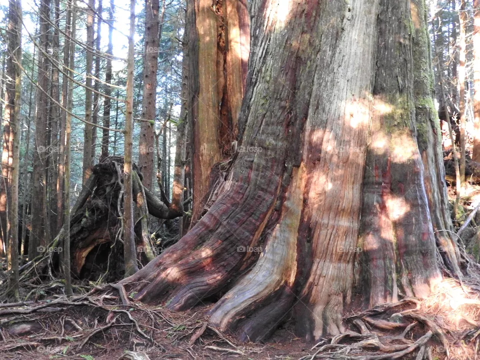 Forest