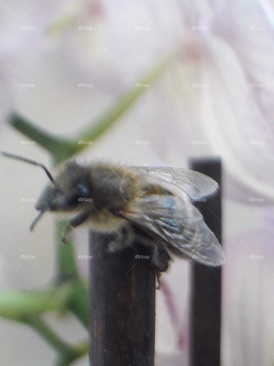 bee