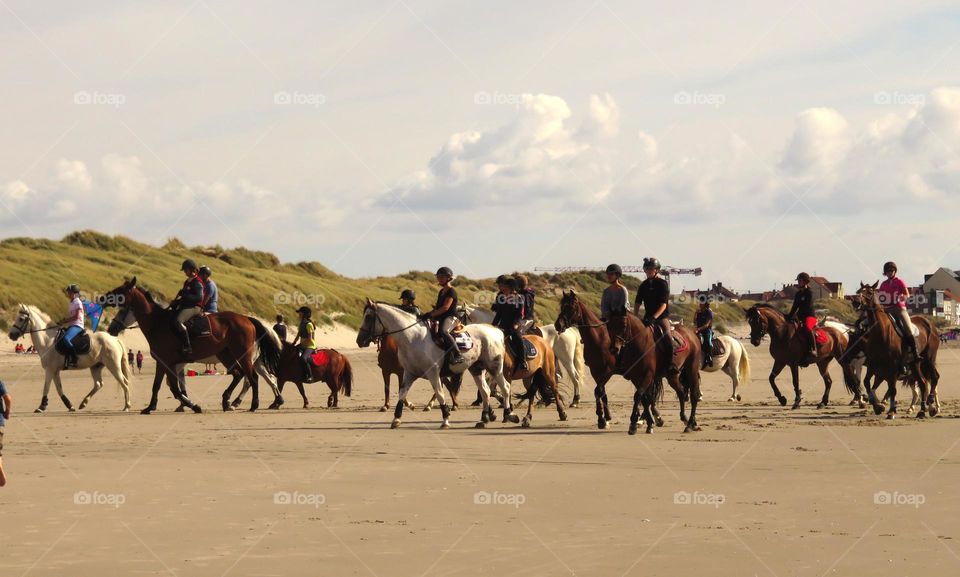 Majestic horses