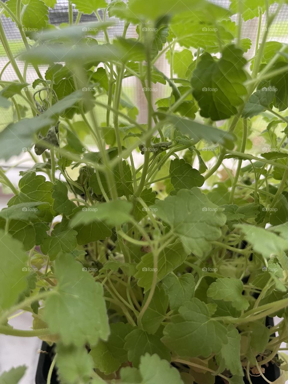 Close up of a well-blooming catnip plant by a window