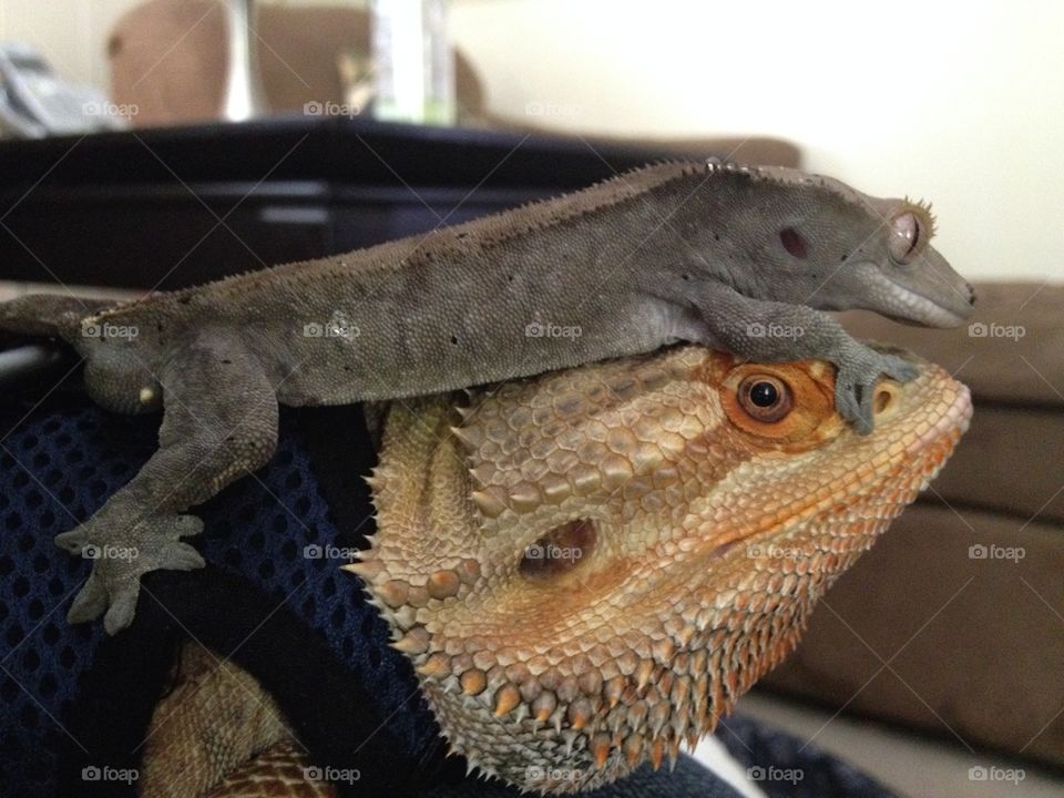 Bearded dragon and crested gecko