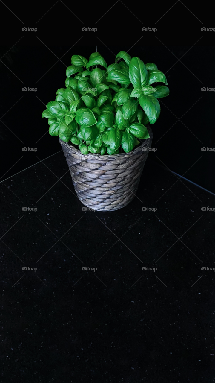 basil growing in a pot, on black background 