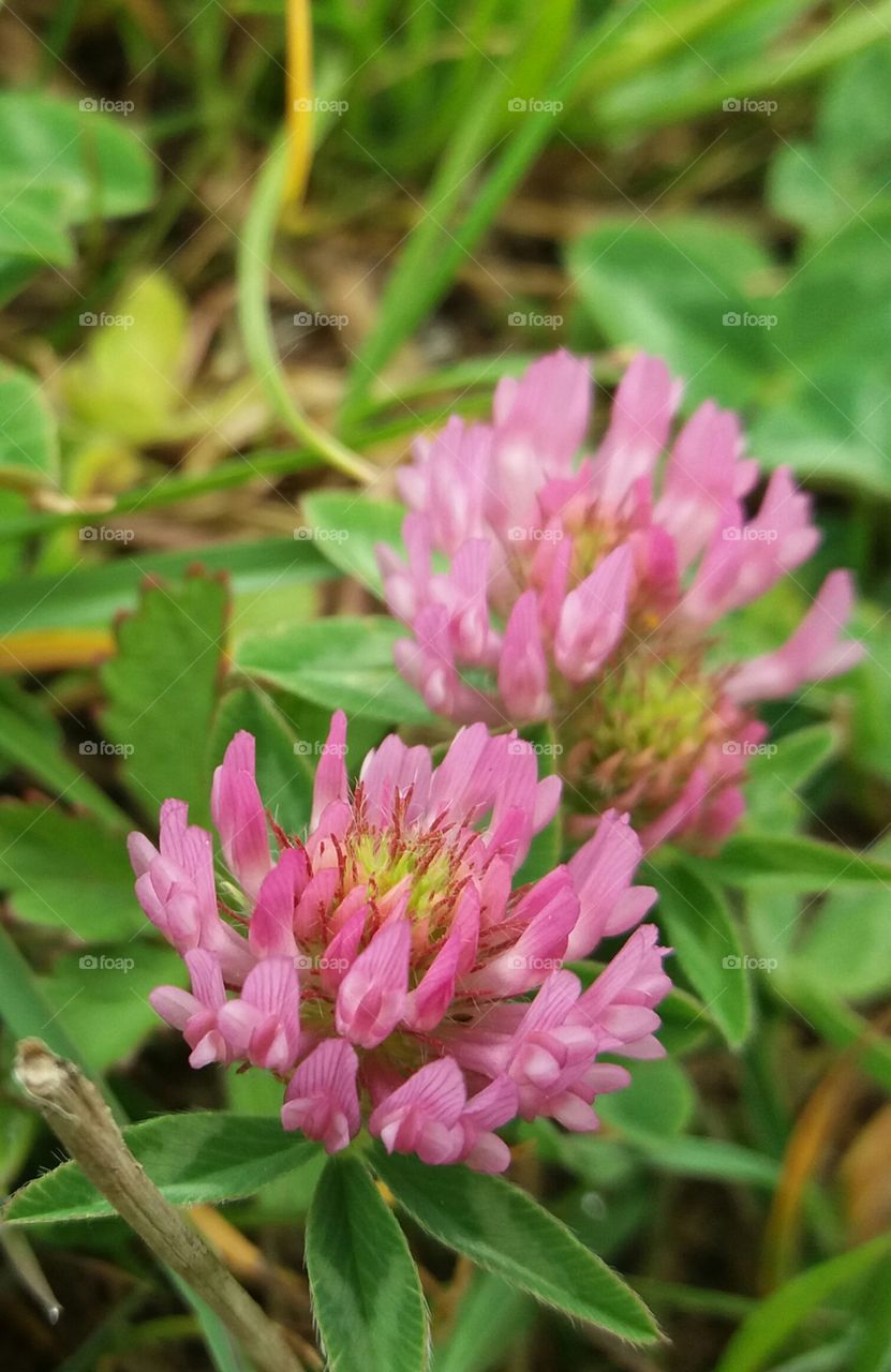 Clover rosa blossom close-up