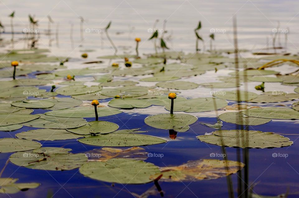 Nature, blue lake, green leaves and yellow water lilies.