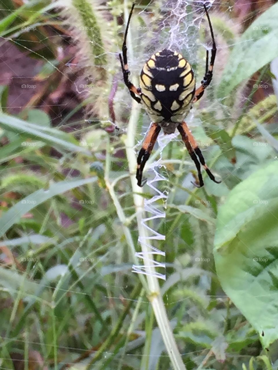 Garden Spider