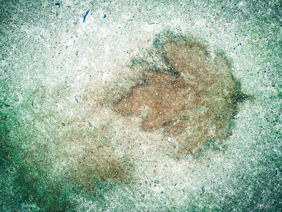 Singed Leaf. Imprint of a leaf