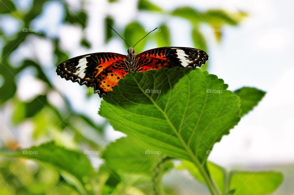 A butterfly standing tall and proud 