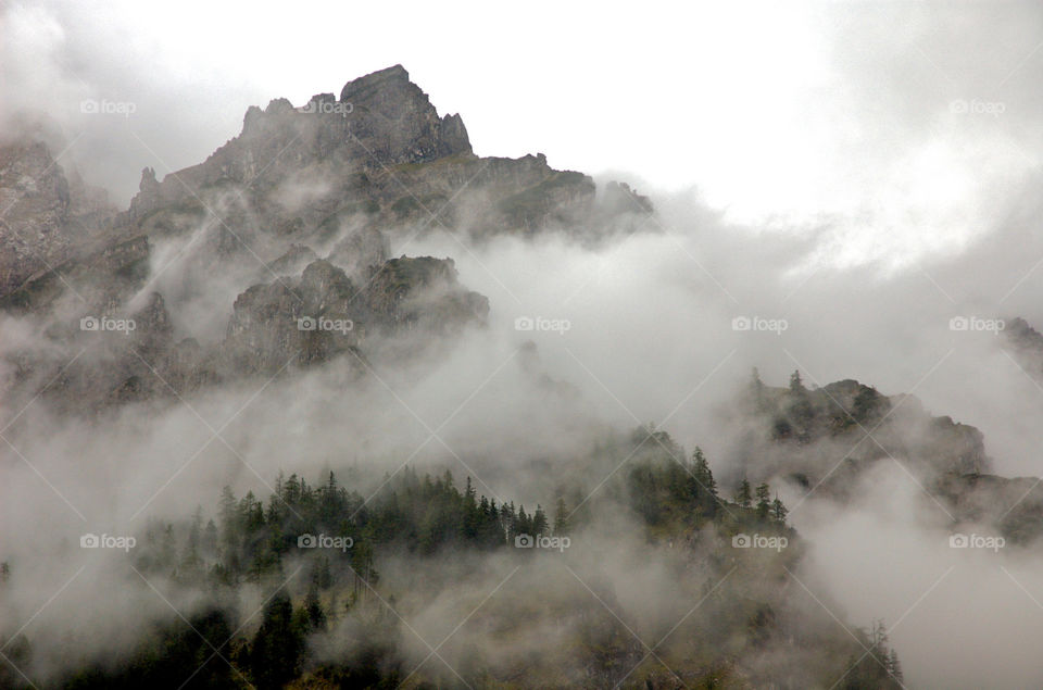 wood mountain grey tree by shotmaker
