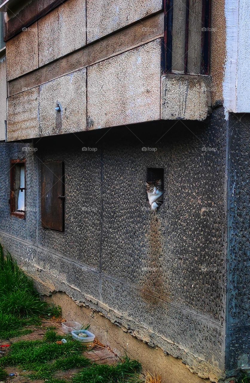 A beautiful photo of a cat peaking from a hole in an old apartment building in the spring in a neighbourhood in Bulgaria