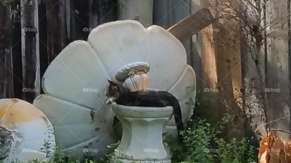 Cat relaxing on a sculpture