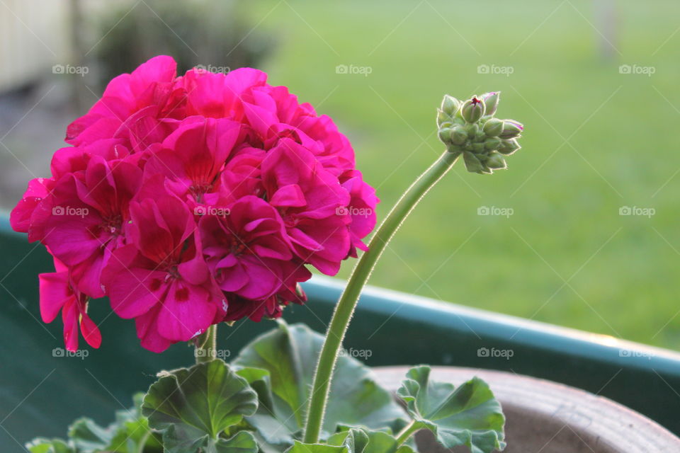 Close-up of geranium flower