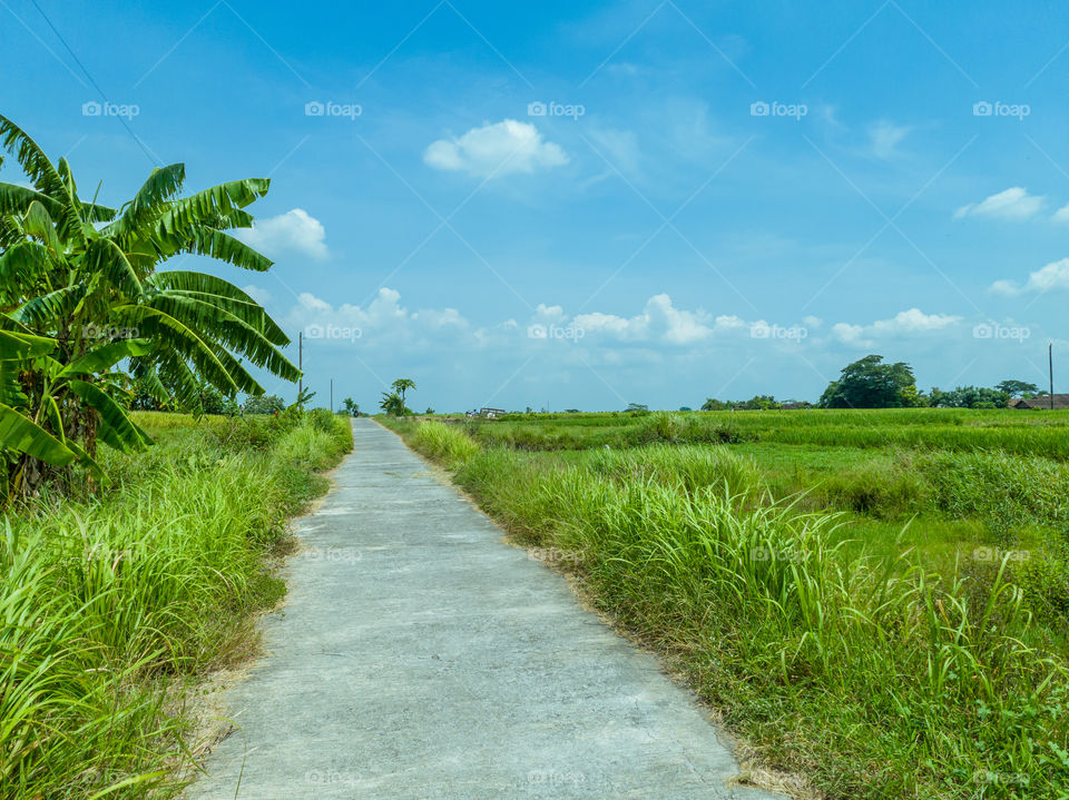 A cement road in the middle of a large rice field