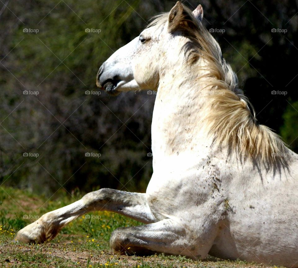 Wild Horse Laying in Grass