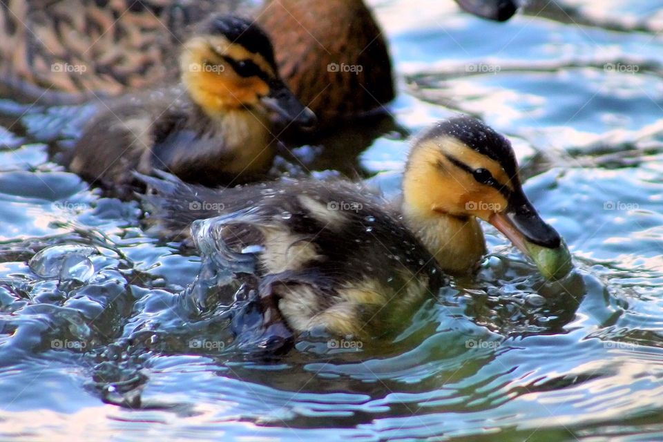 Ducklings feeding time. Ducklings racing to get food, splashing the water
