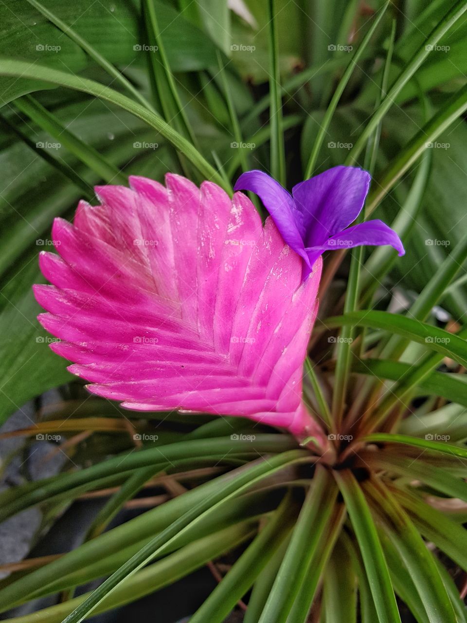 Bromelis Tillandsia Tenuifolia
