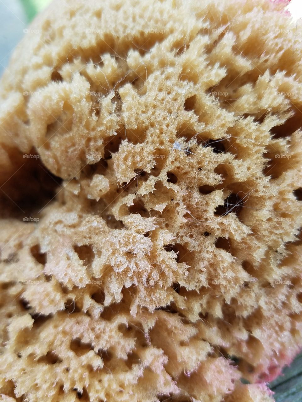 No Person, Food, Nature, Desktop, Health