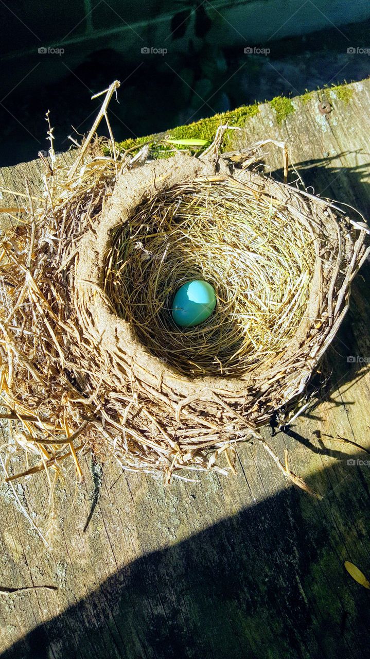blue egg in nest in the summertime