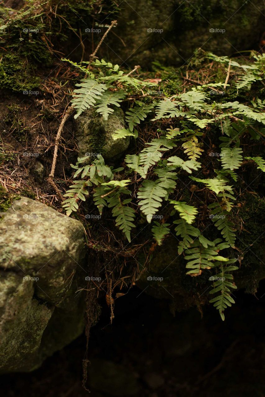 Fern growing on a rock in the mountains