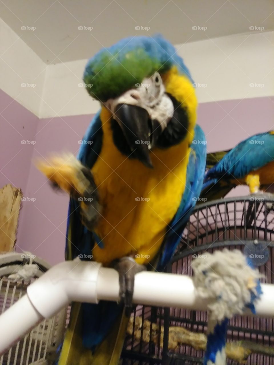 Macaw coco
