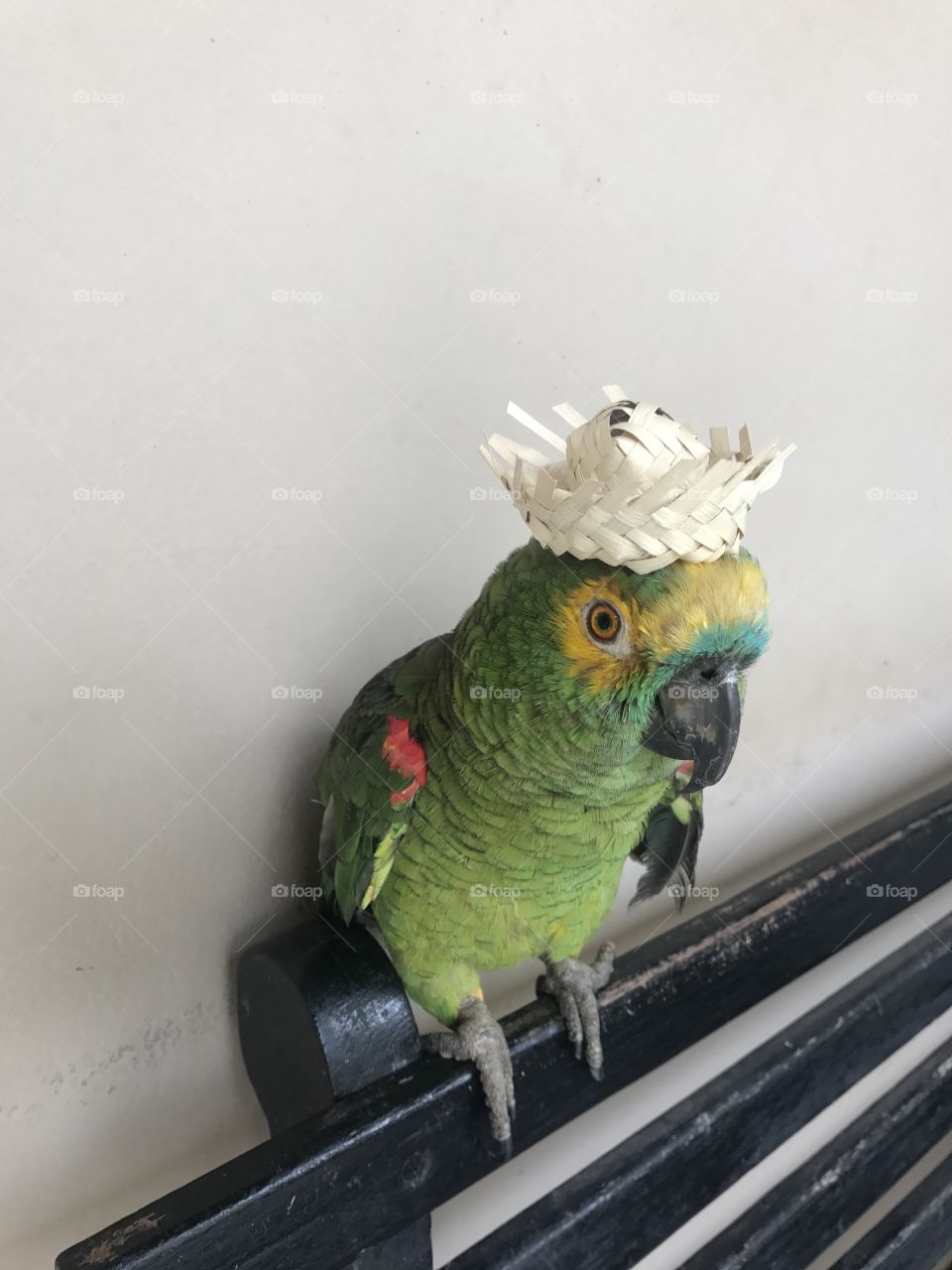 Papagaio com chapéu, Loro 