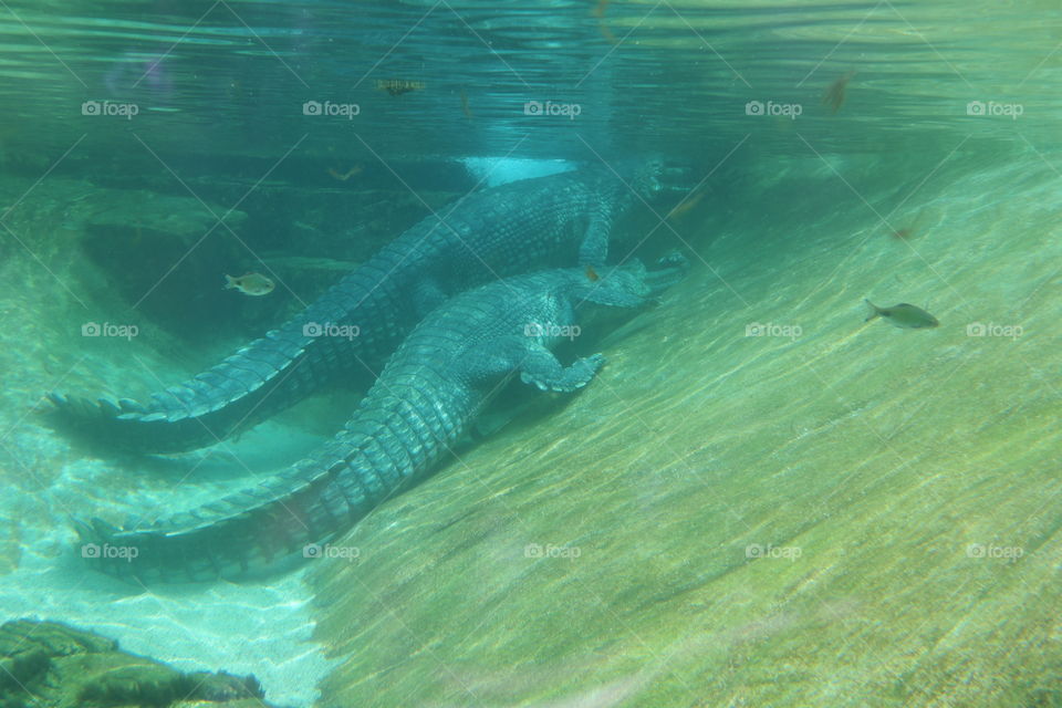 Crocodiles Underwater