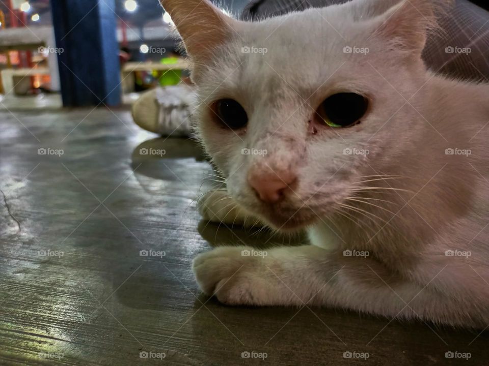 Stray cat keep calm on the alley