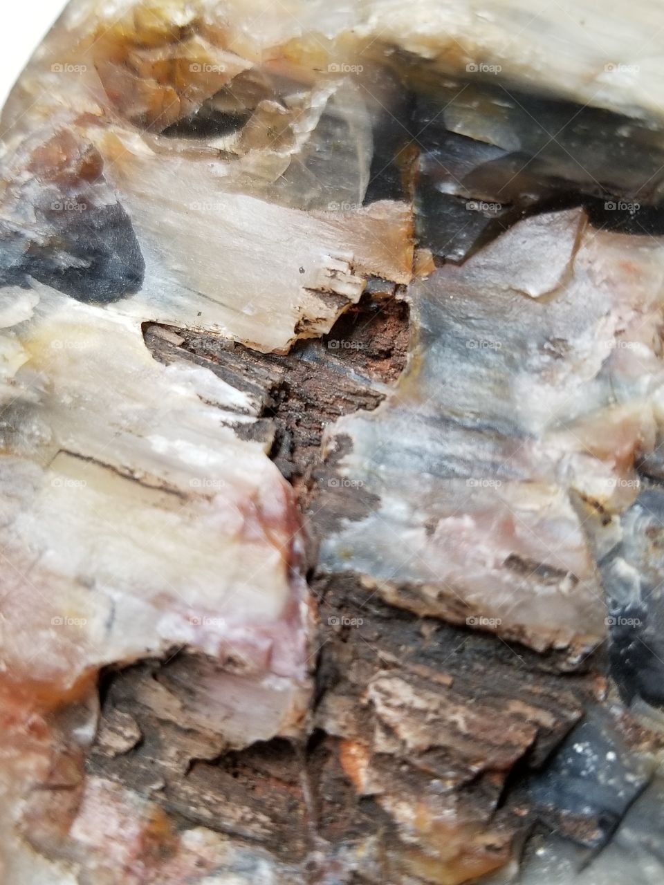 Vibrant Agatized Wood Fossil