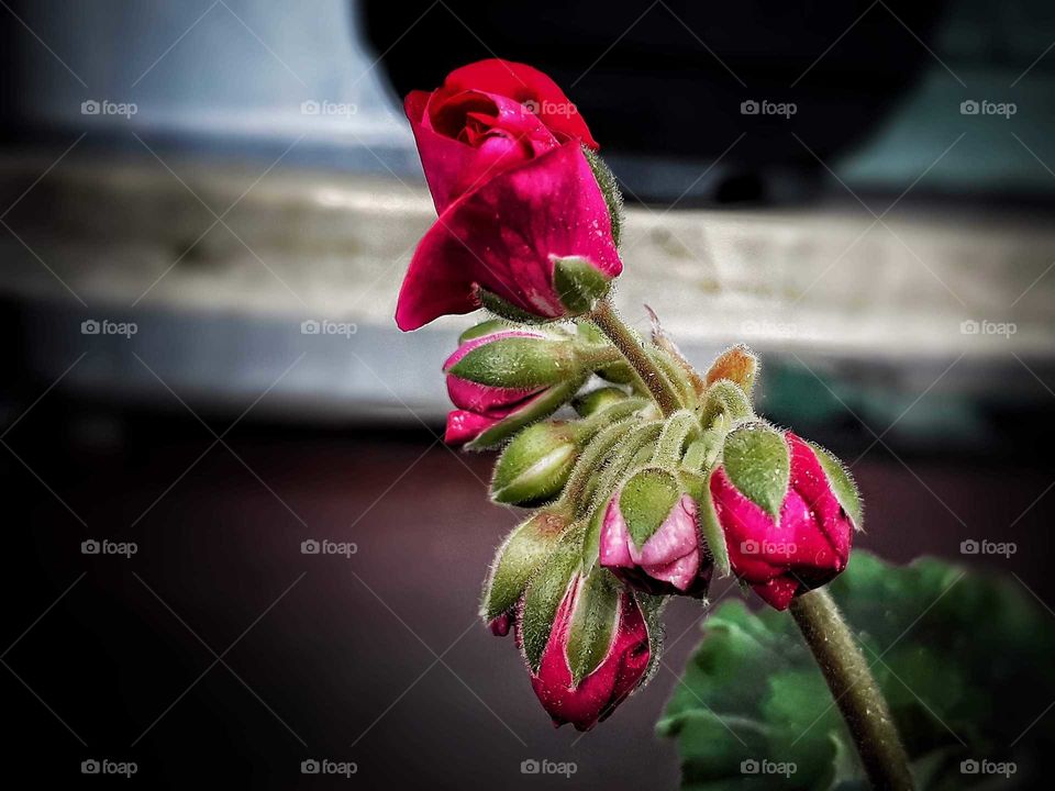 Beauty of rose geranium