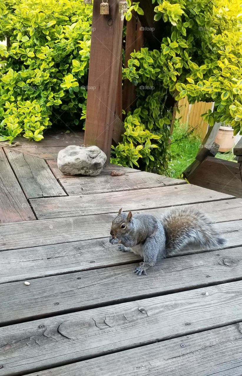 Squirrel Buddy Eating