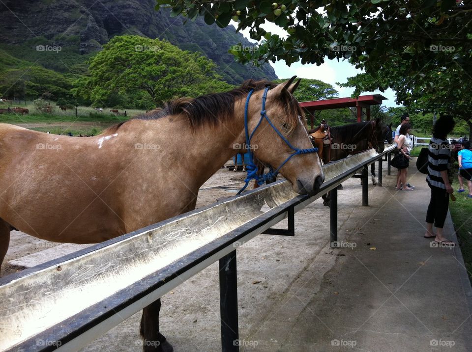 Kualoa Ranch Oahu Hawaii