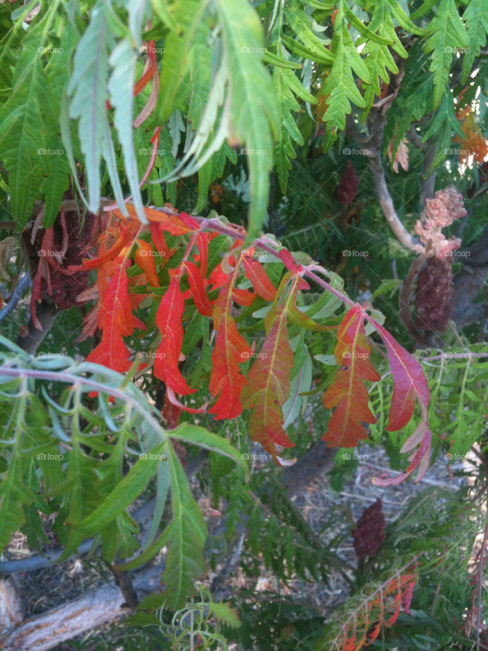 green red color leaves by melody