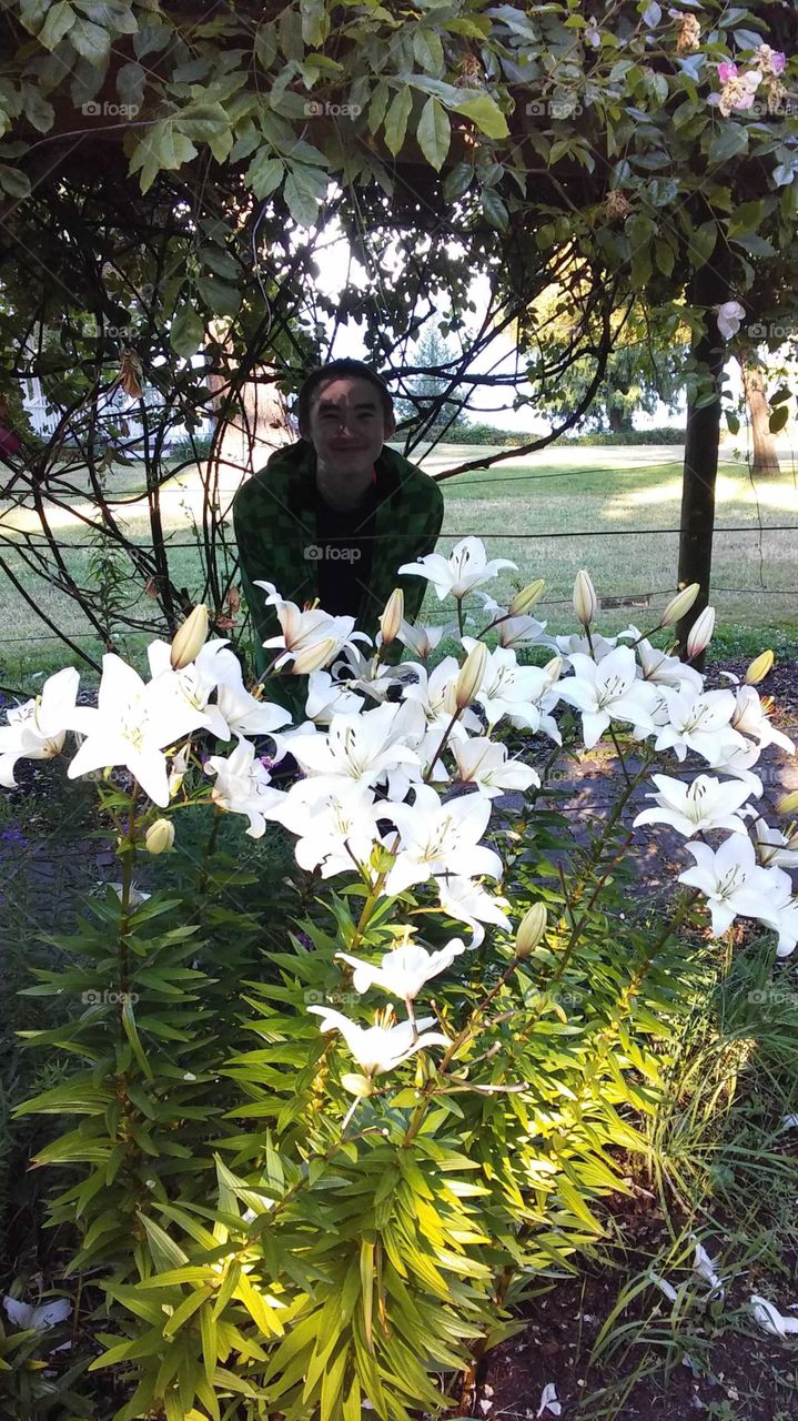 Lilies