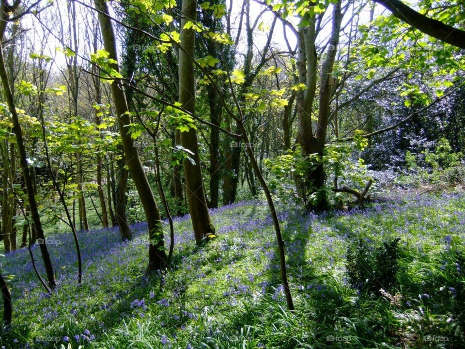 Bluebell woods 