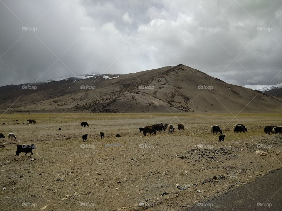 Landscape and cattle
