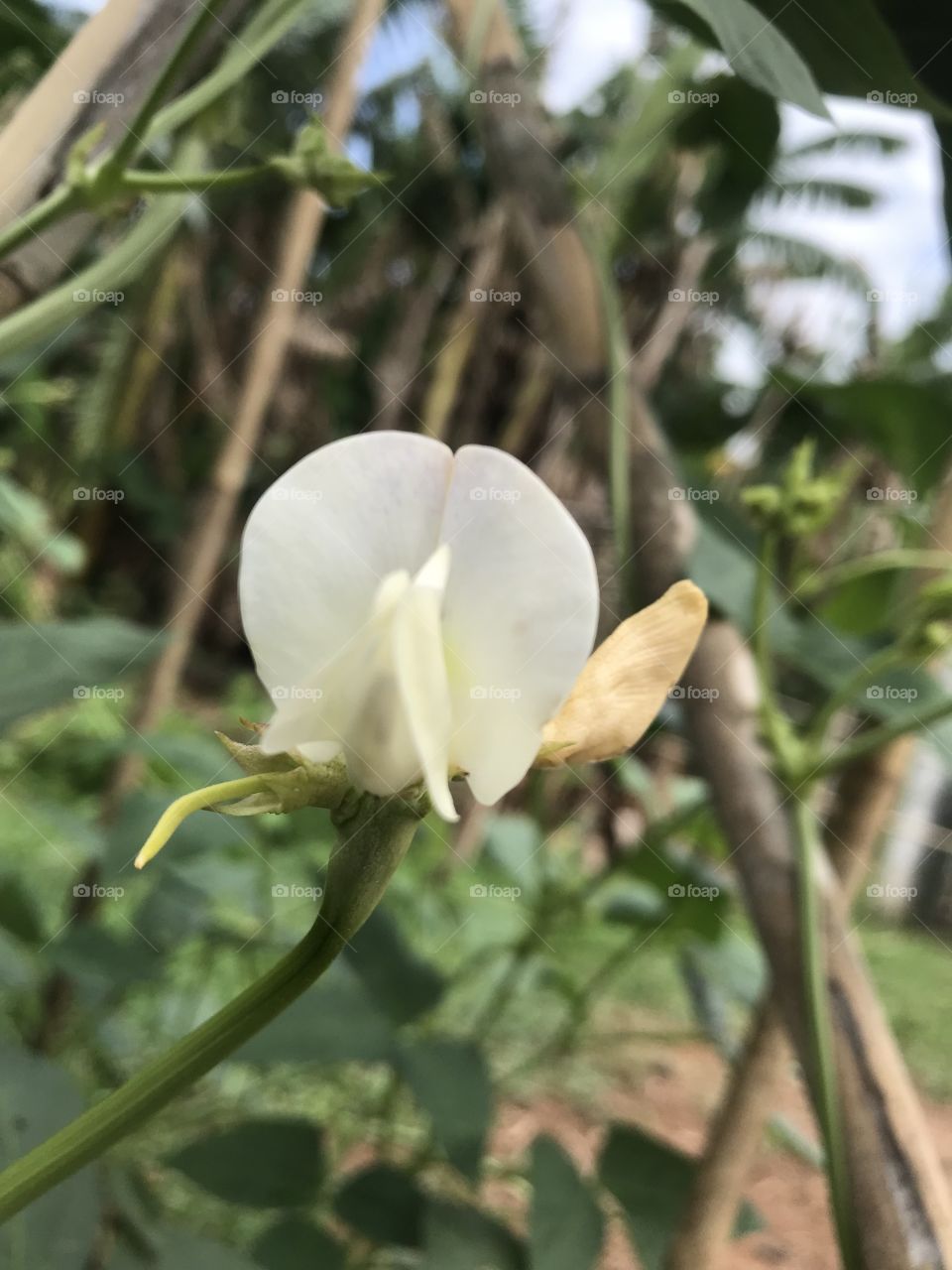 Flower of Vigna unguiculata ssp. sesquipedalis