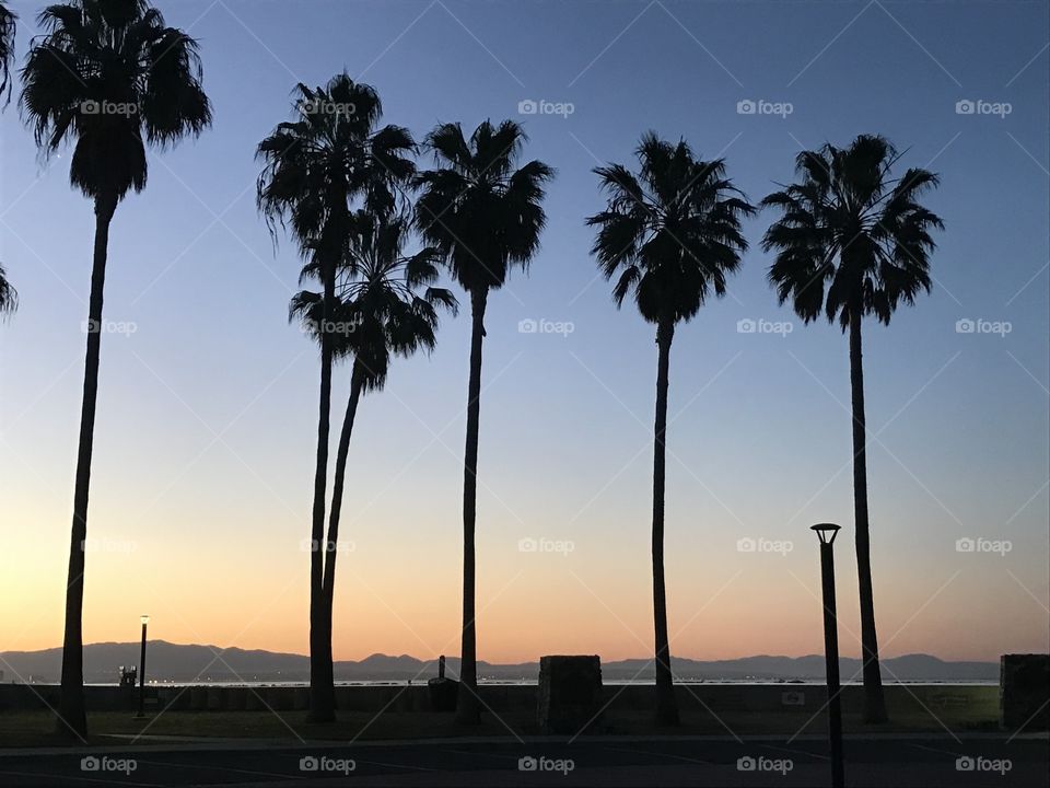 California. Sunset. Palm trees. Nature. Beautiful. 