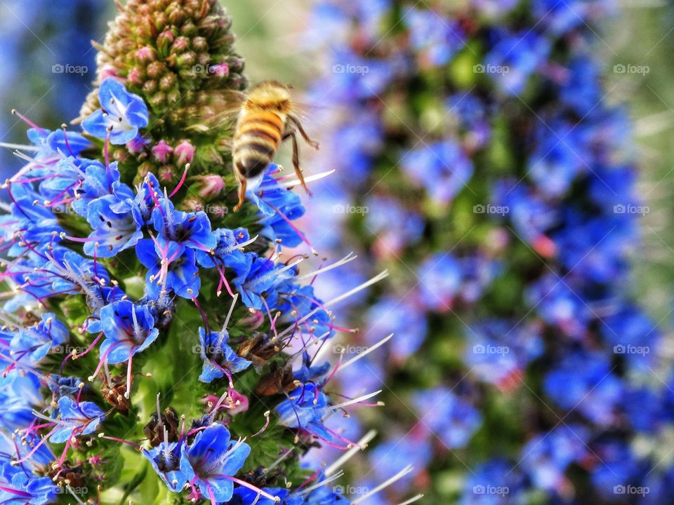 Bee on blue flower