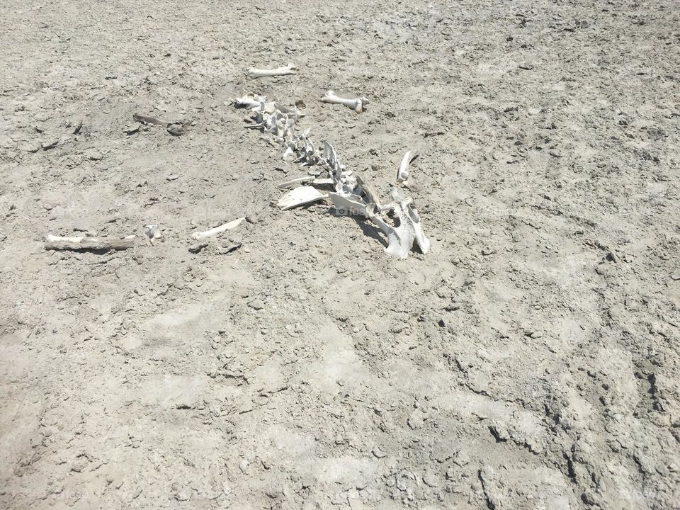 Dry bones in the desert of Africa