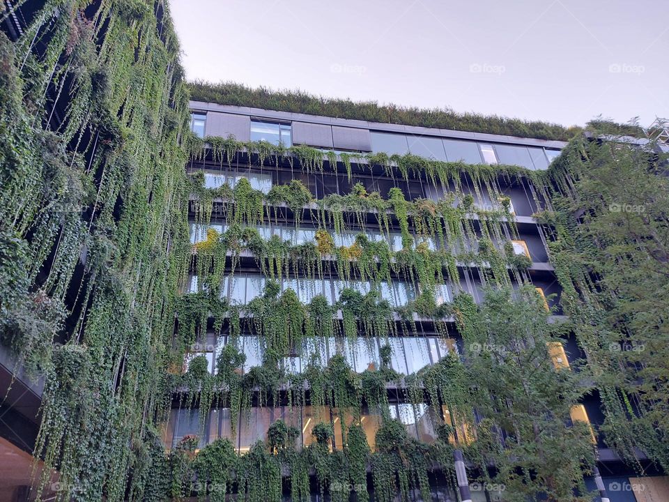 house with plant facade