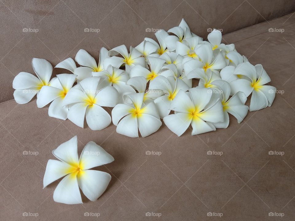 Beautiful Plumeria