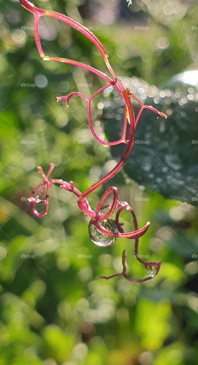 Dew in the early morningsun.
