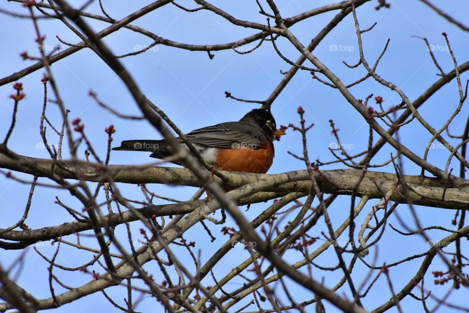 Robin on a tree