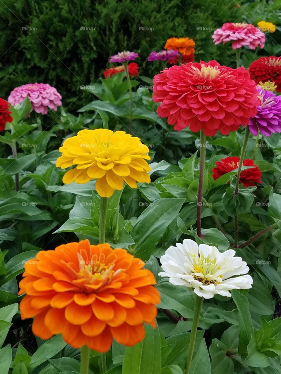 Multicolored flowers in the garden