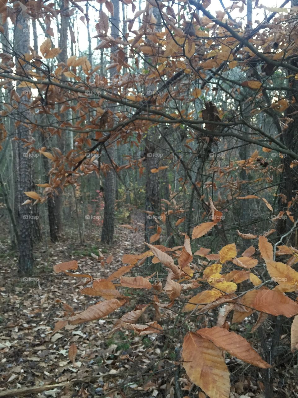 Fall woods - Pfafftown, NC