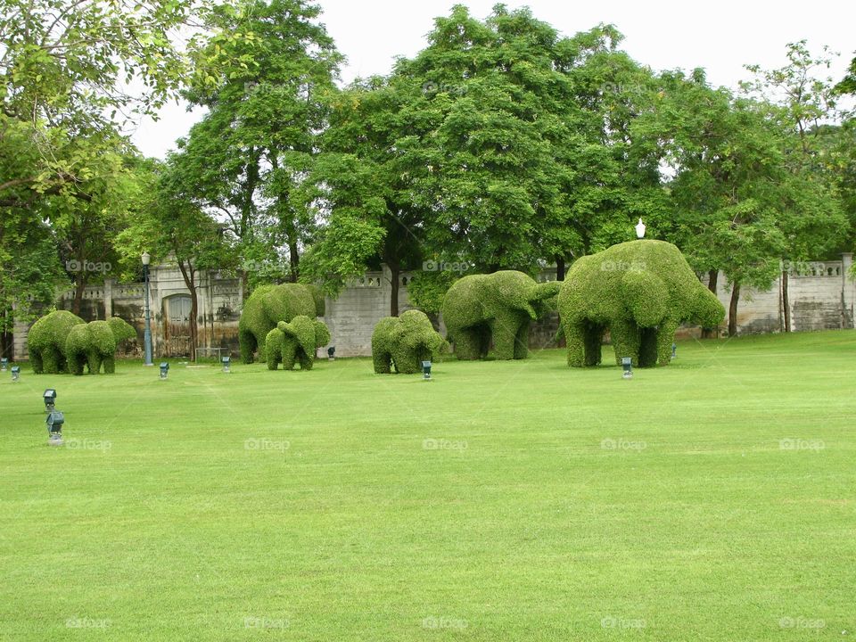 Elephant trees