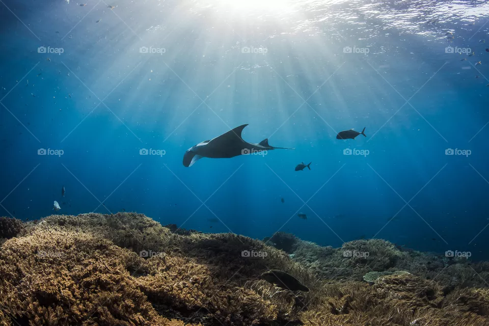 Giant oceanic Manta ray (Mobula birostris) swimming in clear blue water over a healthy coral reef, showered in sun light rays, in Raja Ampat, Indonesia.